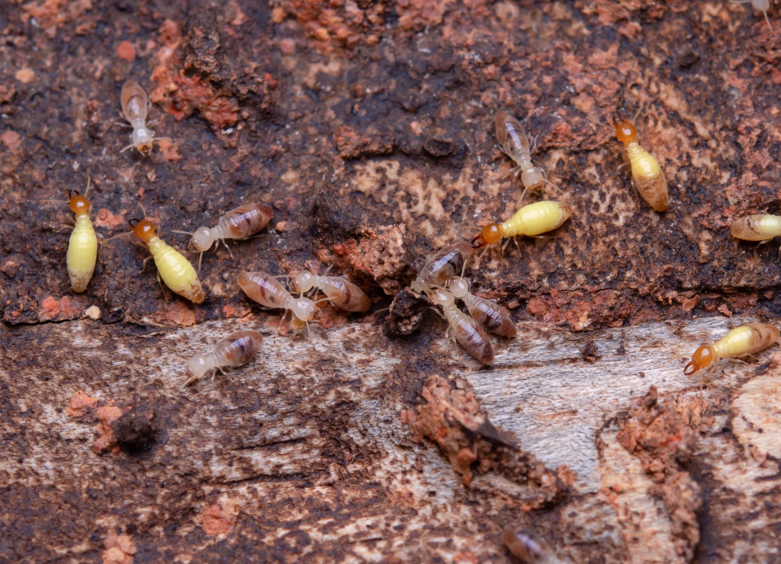 Termite Control